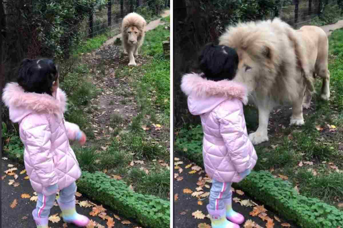 incontro tra bambina e leone