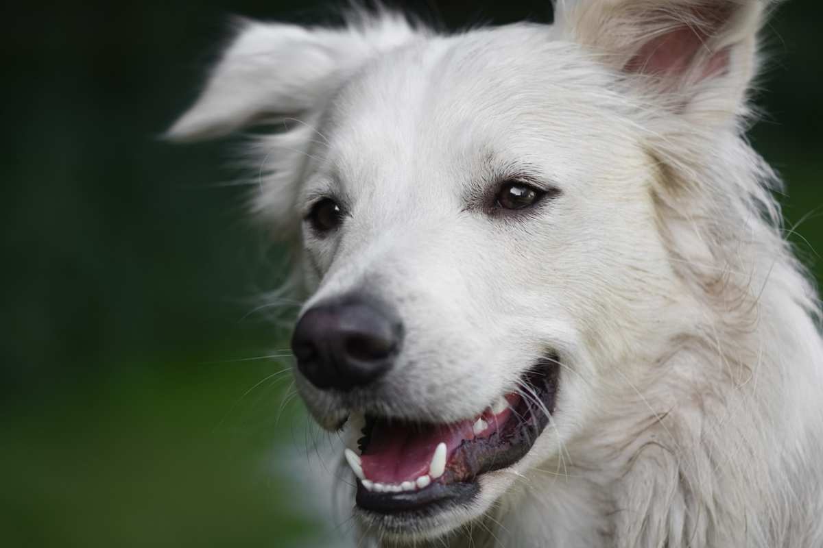 Come far smettere il cane di abbaiare