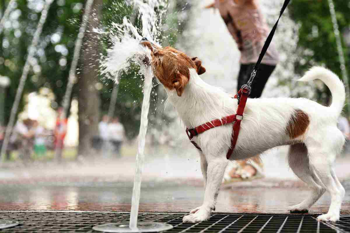 Emergenza caldo: come proteggere gli amici a quattro zampe