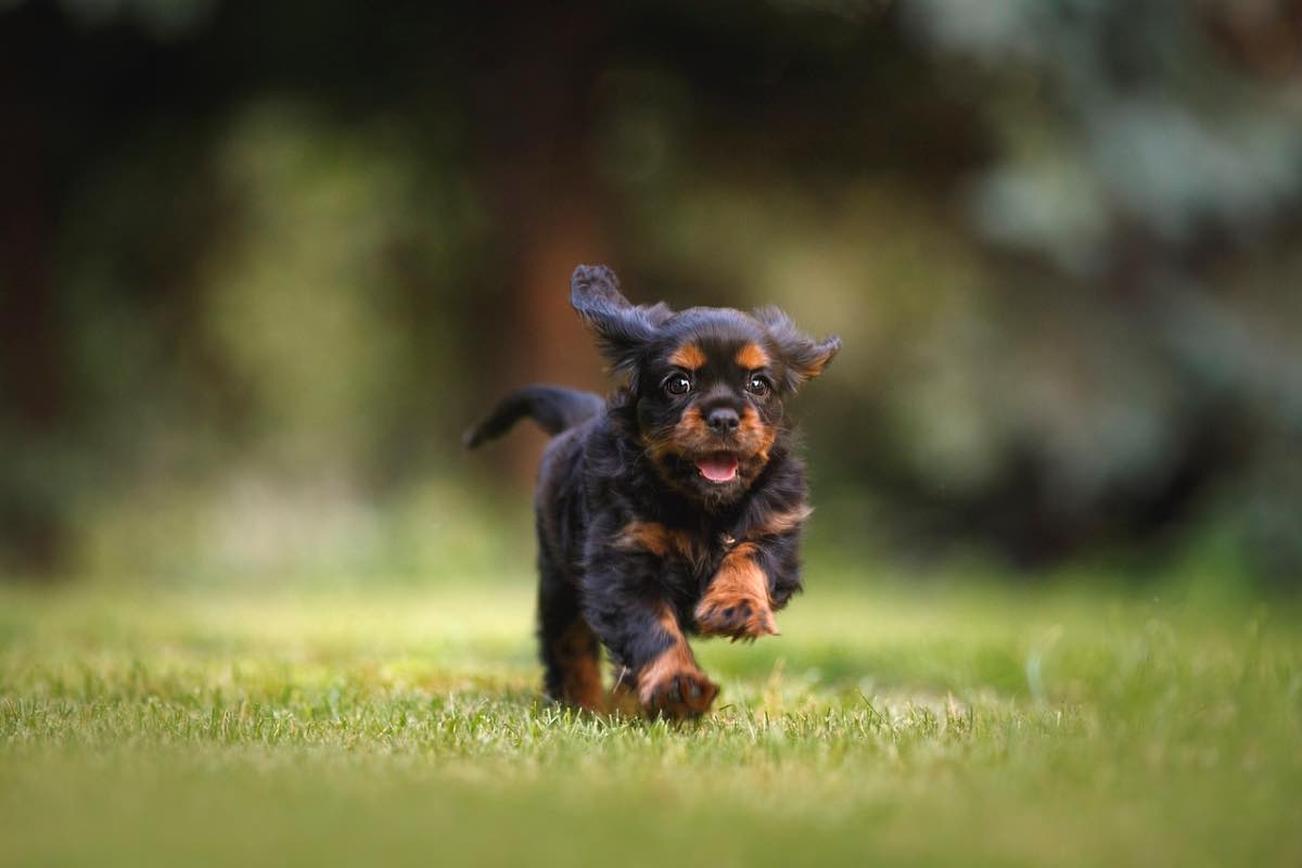 i consigli per portare il cane in vacanza