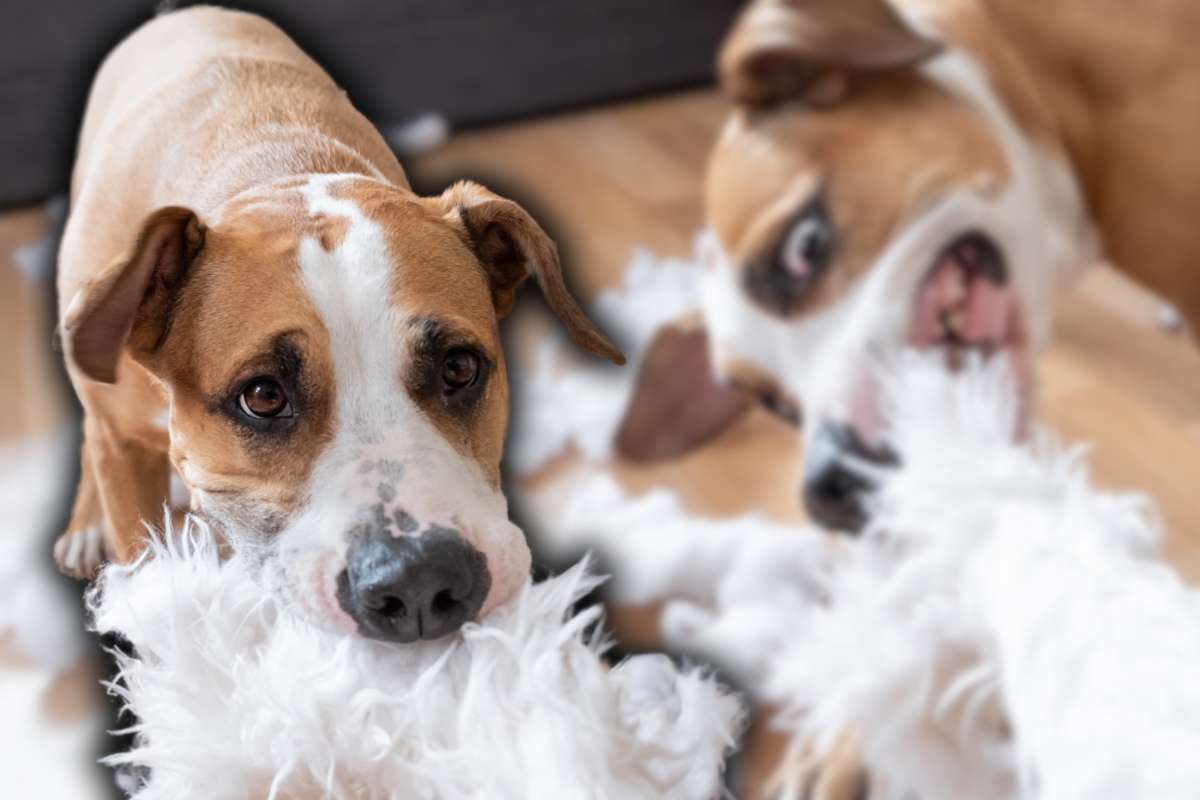 Il tuo cane distrugge qualunque cosa?