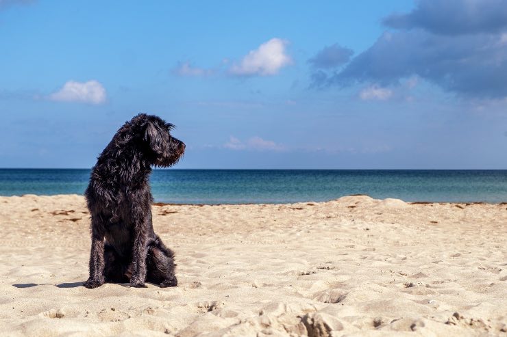 Cosa fare se si porta un cane in vacanza