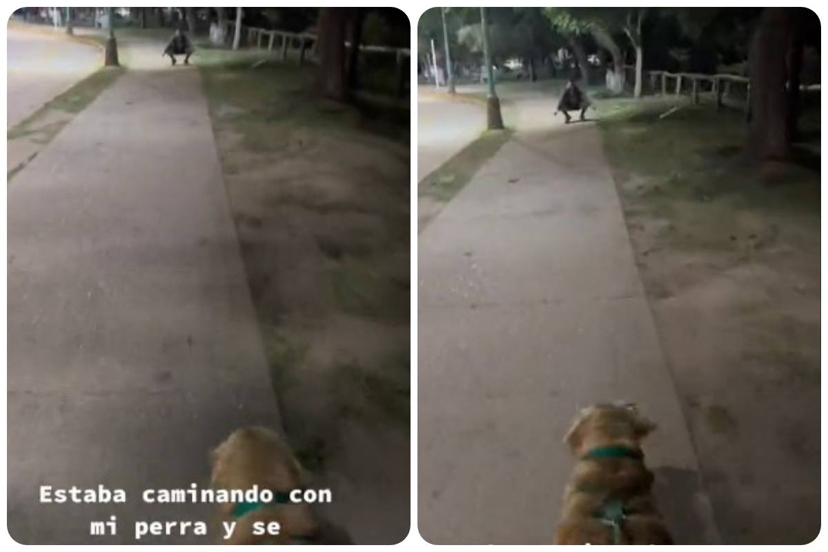  la reazione di questo golden retriever è strappalacrime