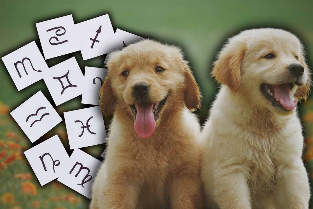 Cane ideale per ogni segno zodiacale