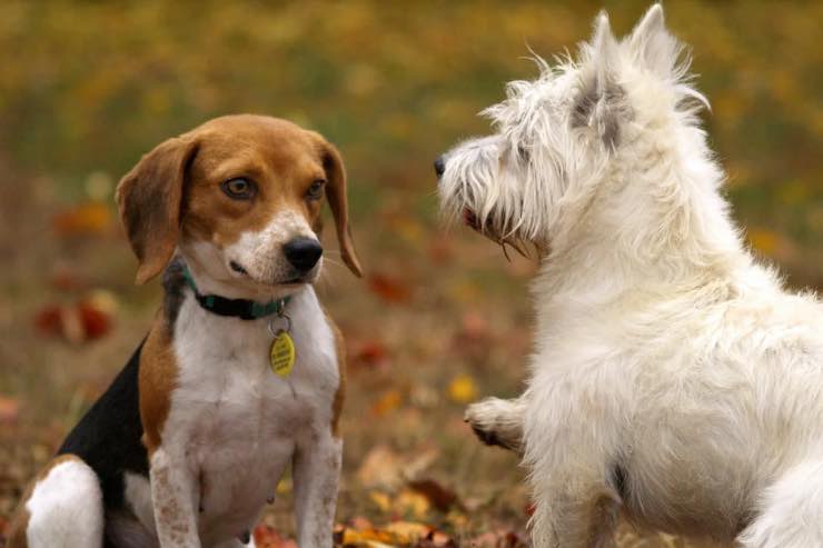 segni zodiacali razza cani