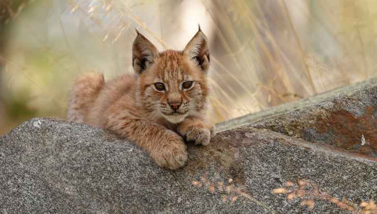 Gatto portato in salvo non lo era quale animale è molto simile