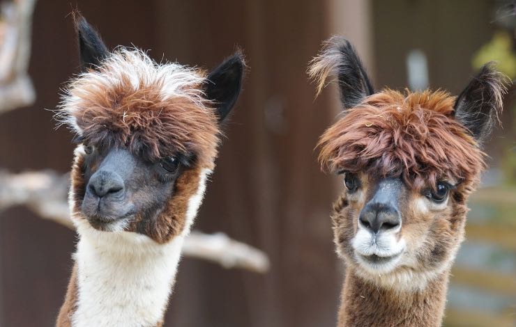 alpaca, le curiosità sull’animale amico dell'uomo