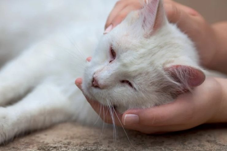 Gatto torna dal padrone 12 anni 