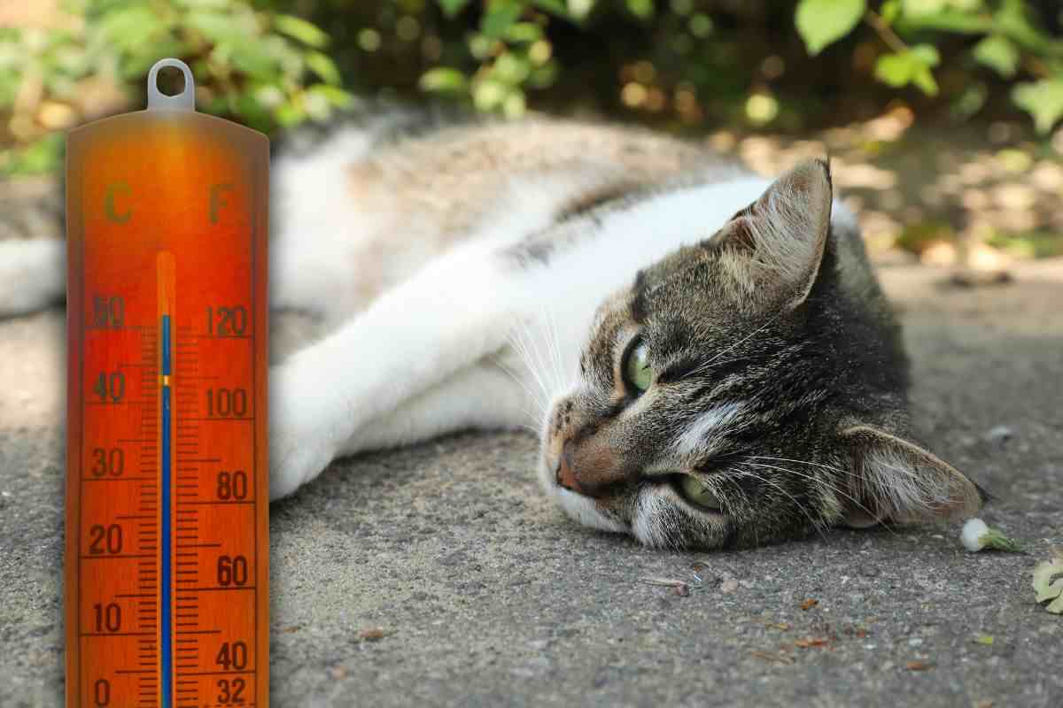 7 consigli da seguire per evitare che i gatto soffrano il caldo estivo