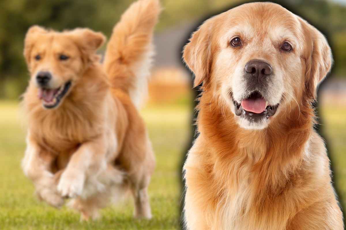 Golden Retriever, tutto quello che c'è da sapere