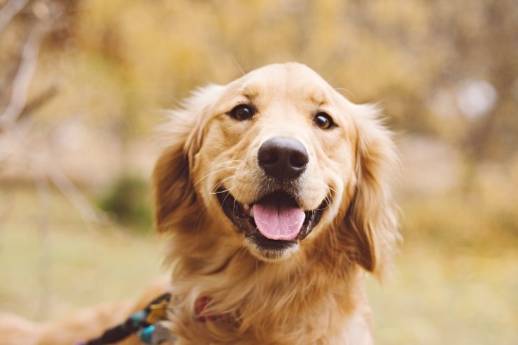 Golden Retriever, tutto quello che c'è da sapere