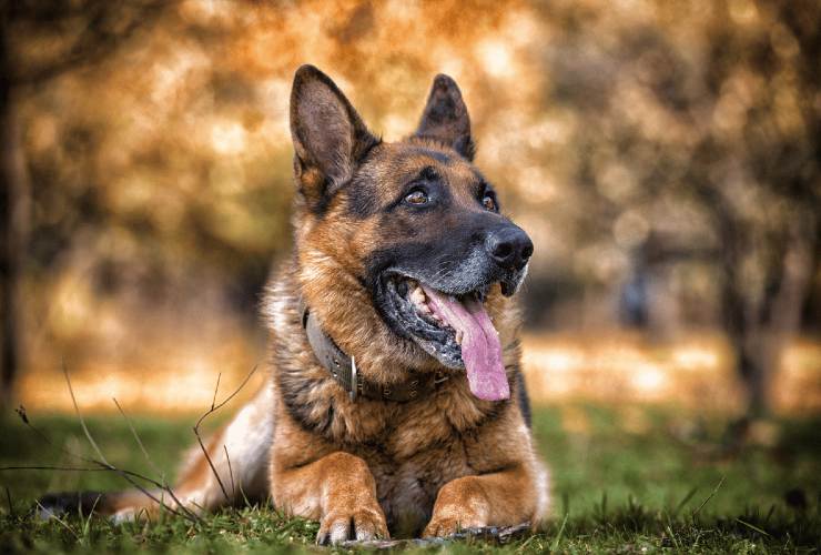 razze di cane più intelligenti al mondo