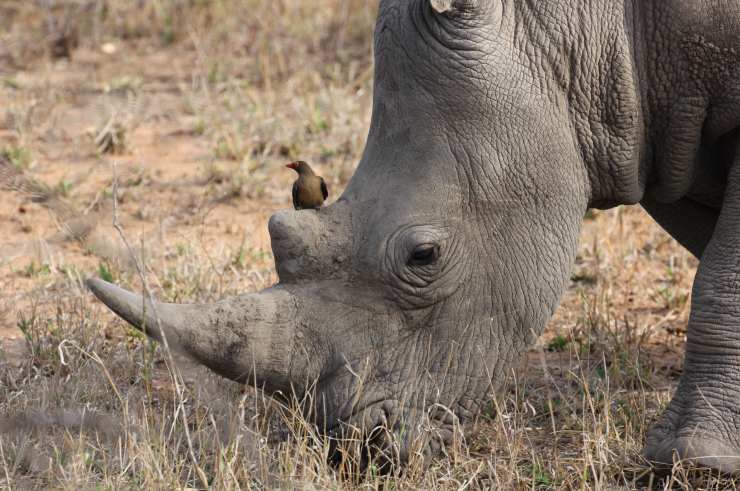 comunicano gli animali tra di loro