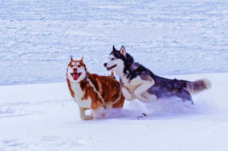 Come proteggere Husky dal caldo