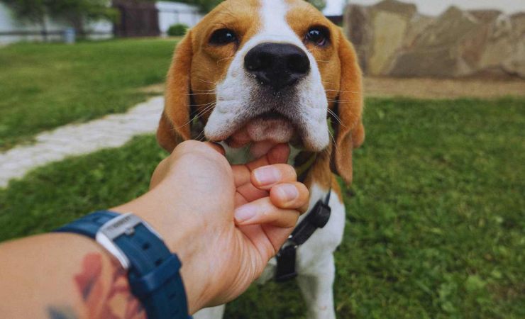 è bene accarezzare il cane prima di uscire di casa?