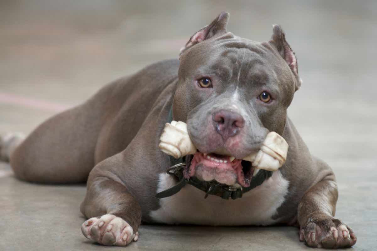 American Pitbull sul treno per Bologna 