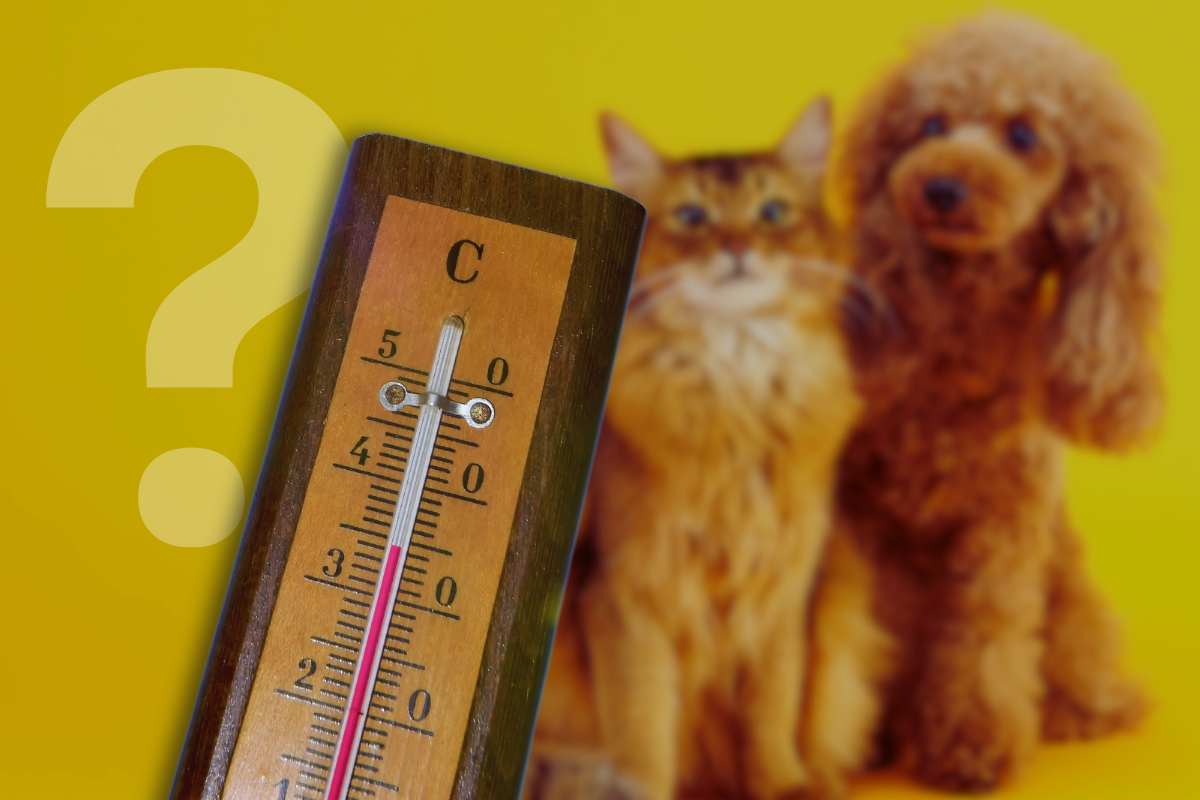 animali consigli per affrontare le alte temperature