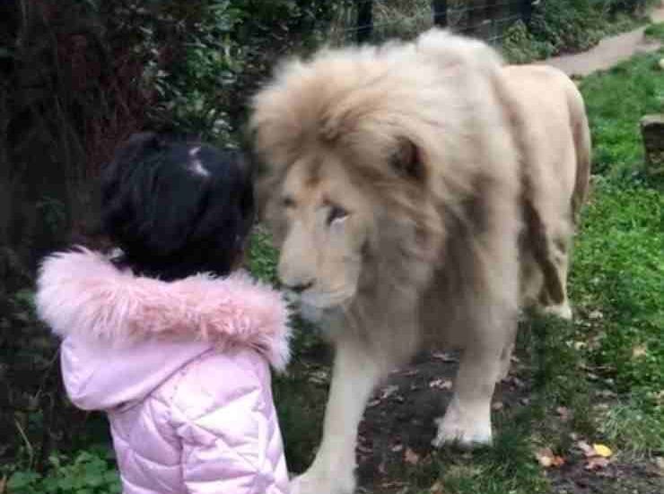 incontro tra bambina piccola e leone bianco