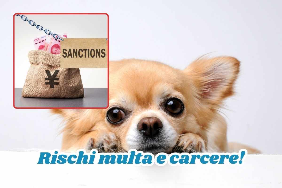 rischio multa e carcere cane