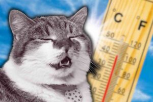 Come riconoscere il colpo di calore nel gatto