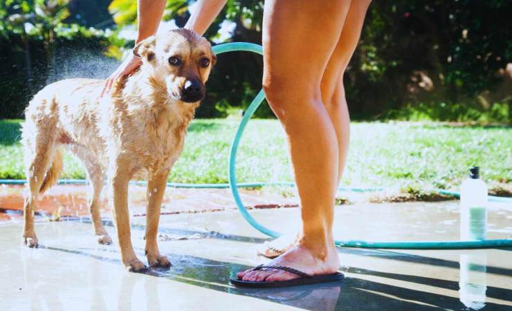 zone del corpo del cane da bagnare per rinfrescarlo