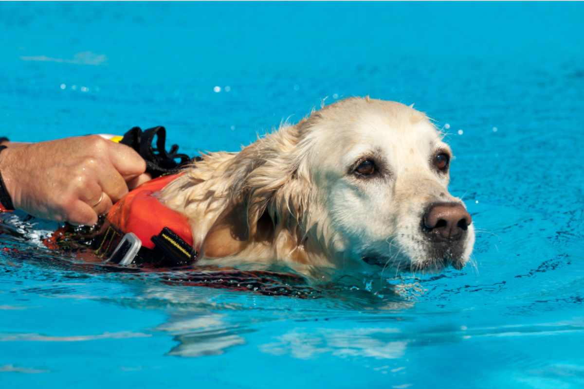 cane salva turisti morto