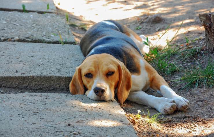 Animali e caldo come aiutarli