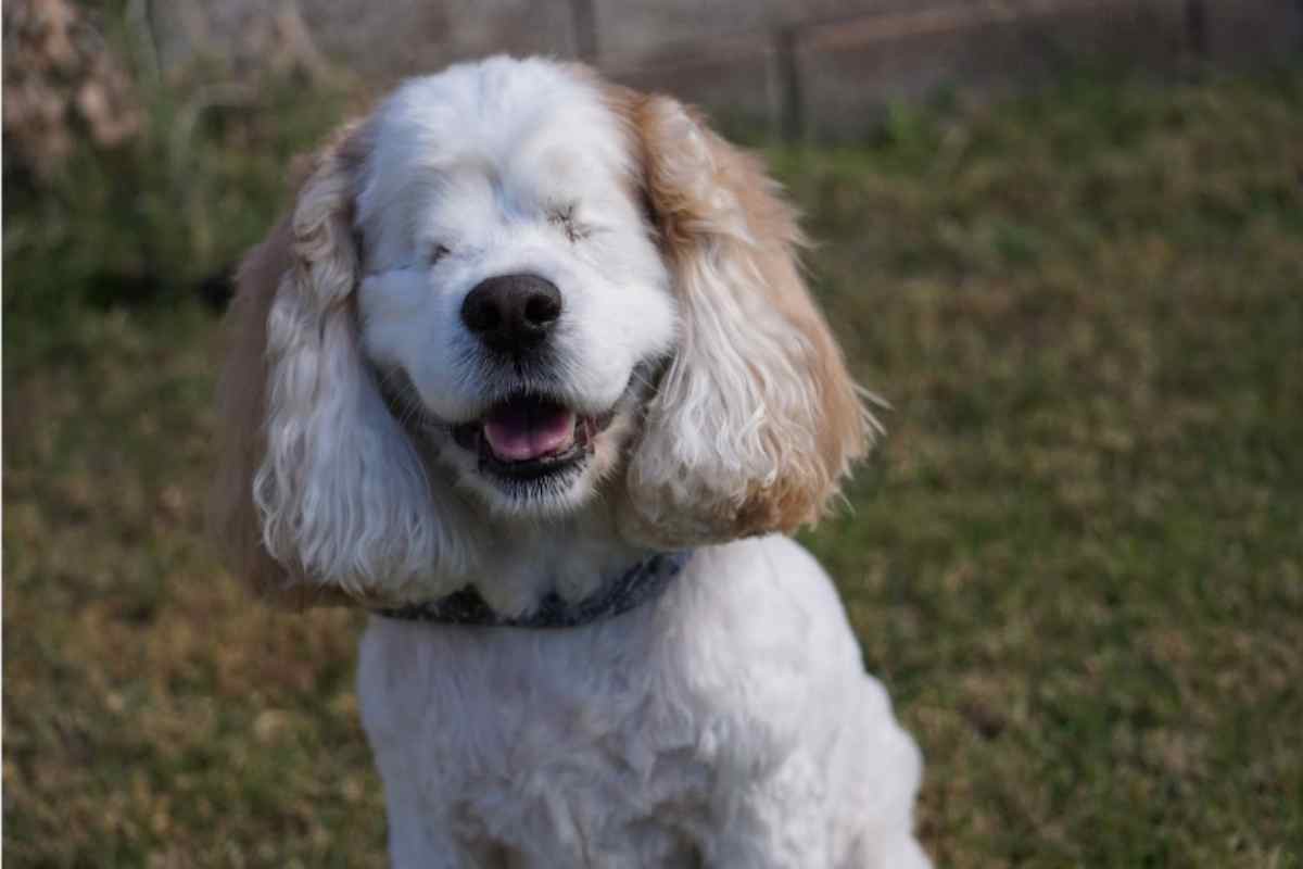 cane cieco come aiutarlo