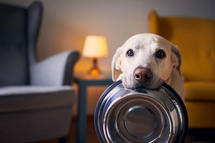 Crocchette per i cani: ricetta