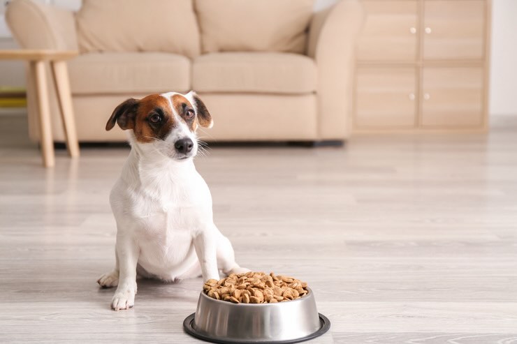 Crocchette per i cani: ricetta