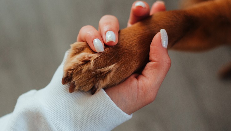 perché il cane fa così