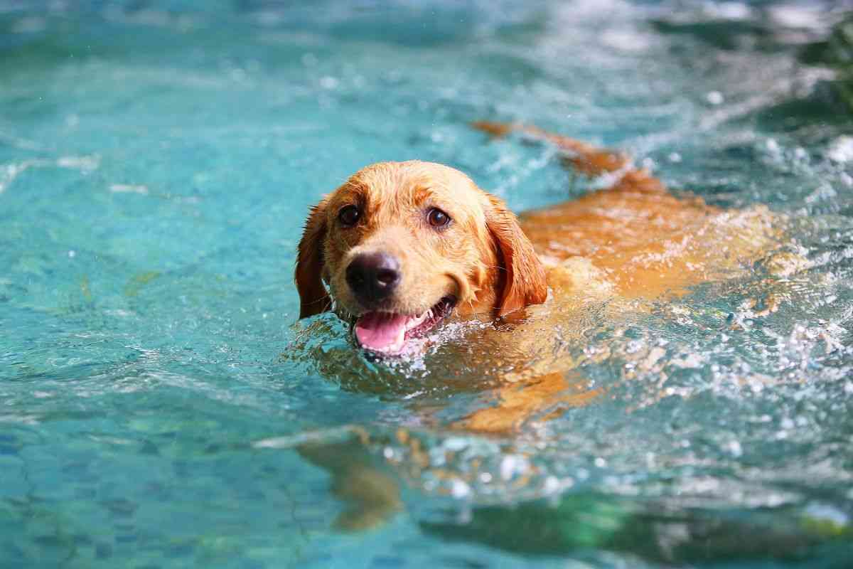 Cos'è il dog massage in acqua