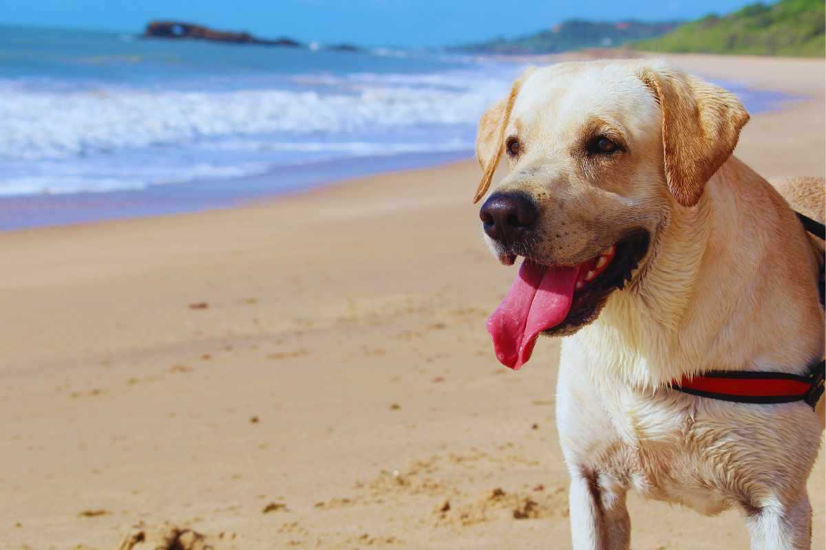 la parte del corpo a rischio quando si porta il cane al mare