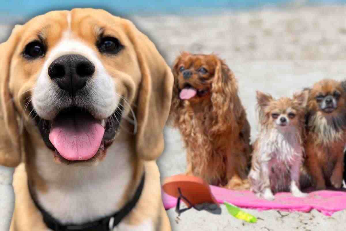 guida per portare il cane a mare