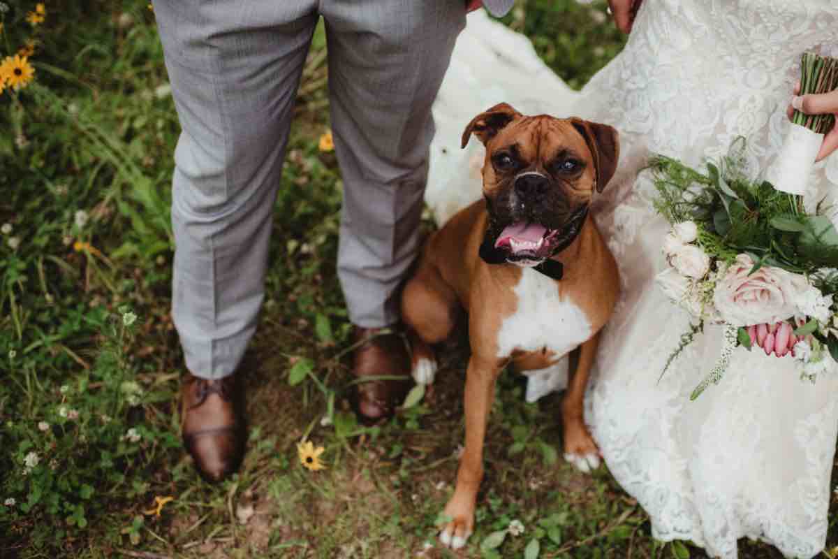 Cane testimone al tuo matrimonio