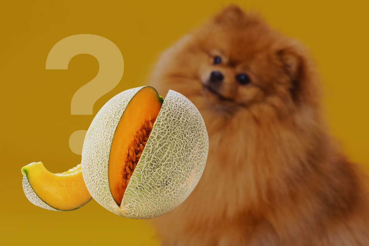 il cane può mangiare il melone?