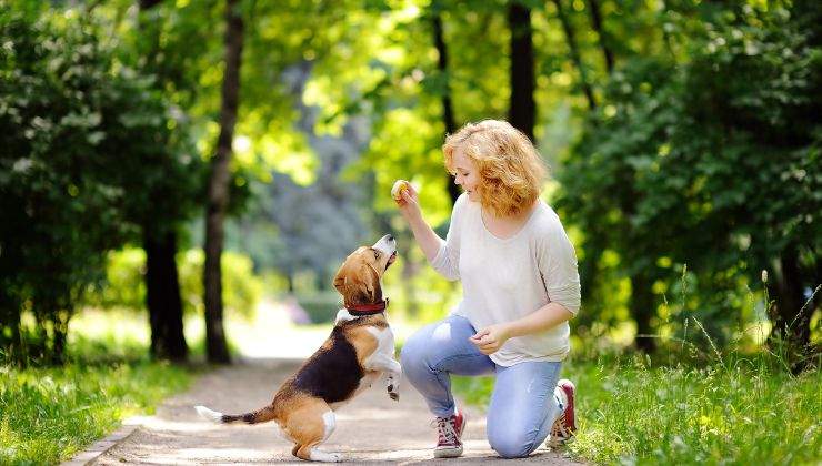 come insegnare il richiamo al cane