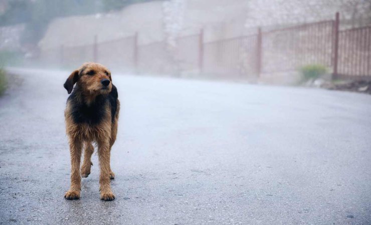 il motivo per cui i cani randagi seguono le persone