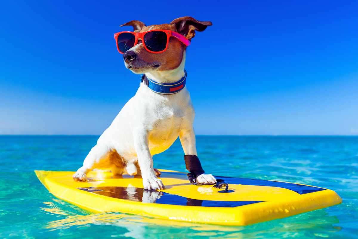 consigli per portare gli animali in vacanza