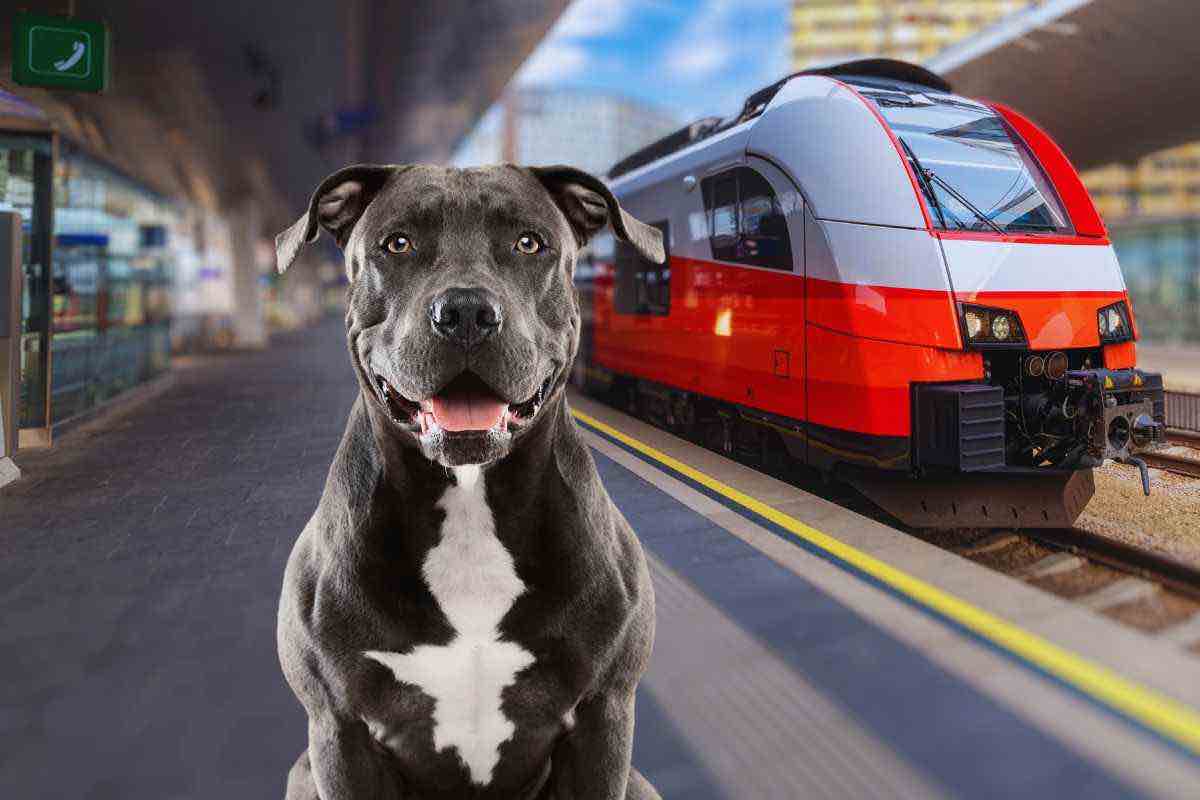 American Pitbull sul treno diretto a Bologna