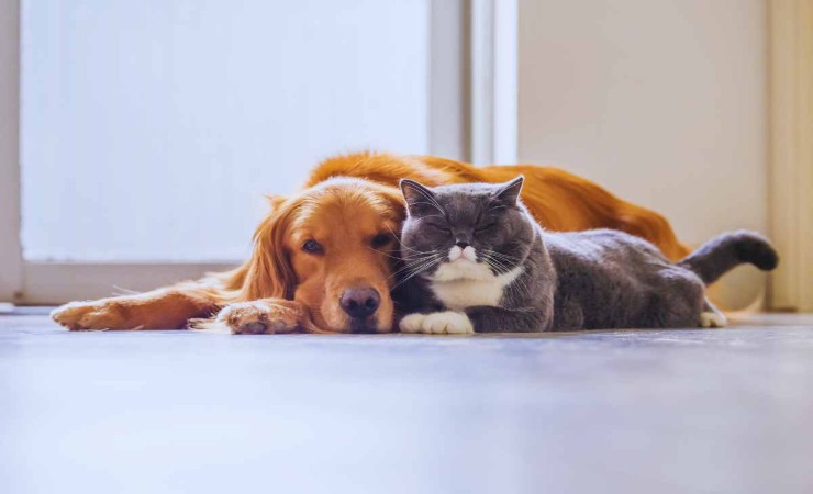 convivenza tra cane e gatto: i consigli per farli diventare amici