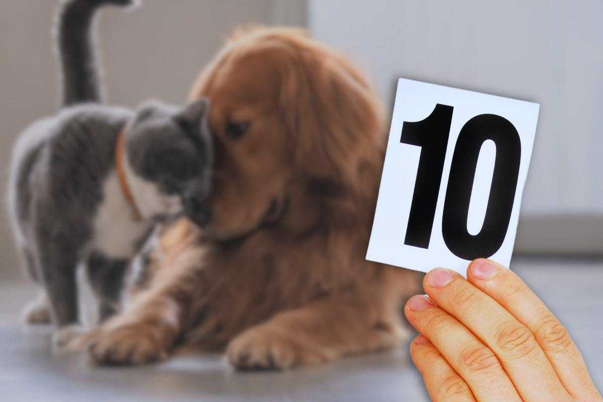 le 10 regole per la convivenza pacifica di cane e gatto