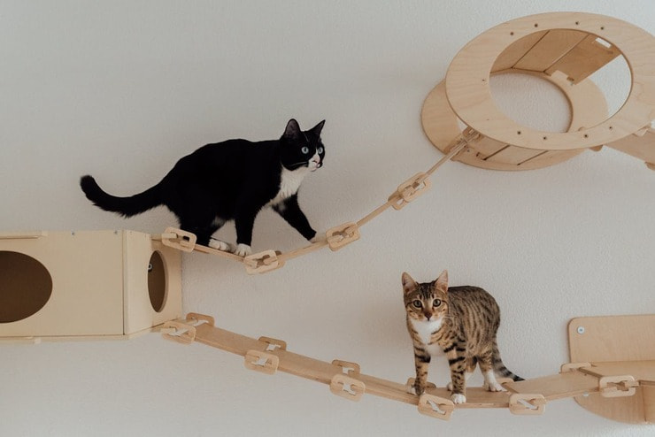 Idee per una casa a misura di gatto