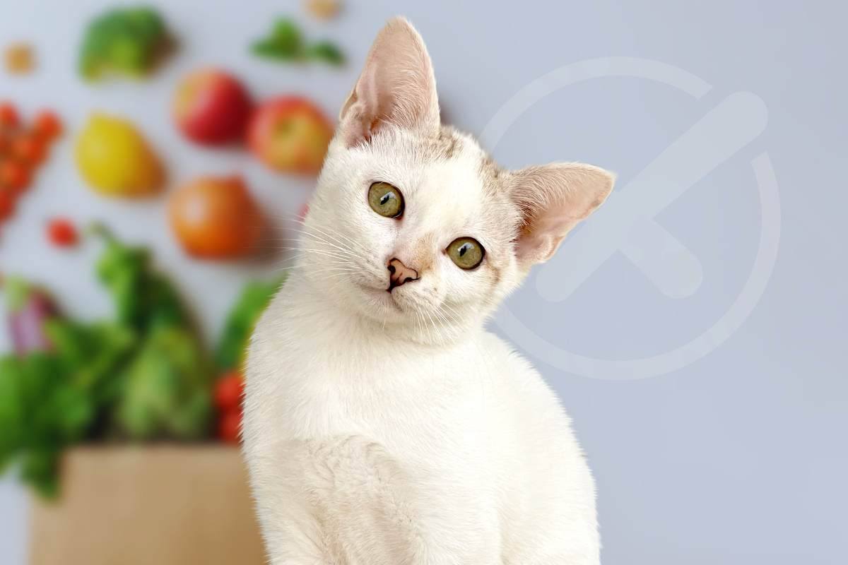 alimenti da evitare gatto