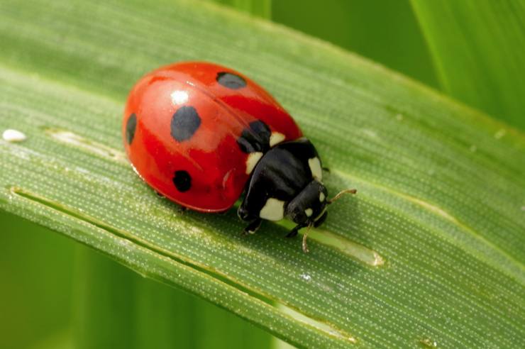 significato coccinella sulla mano