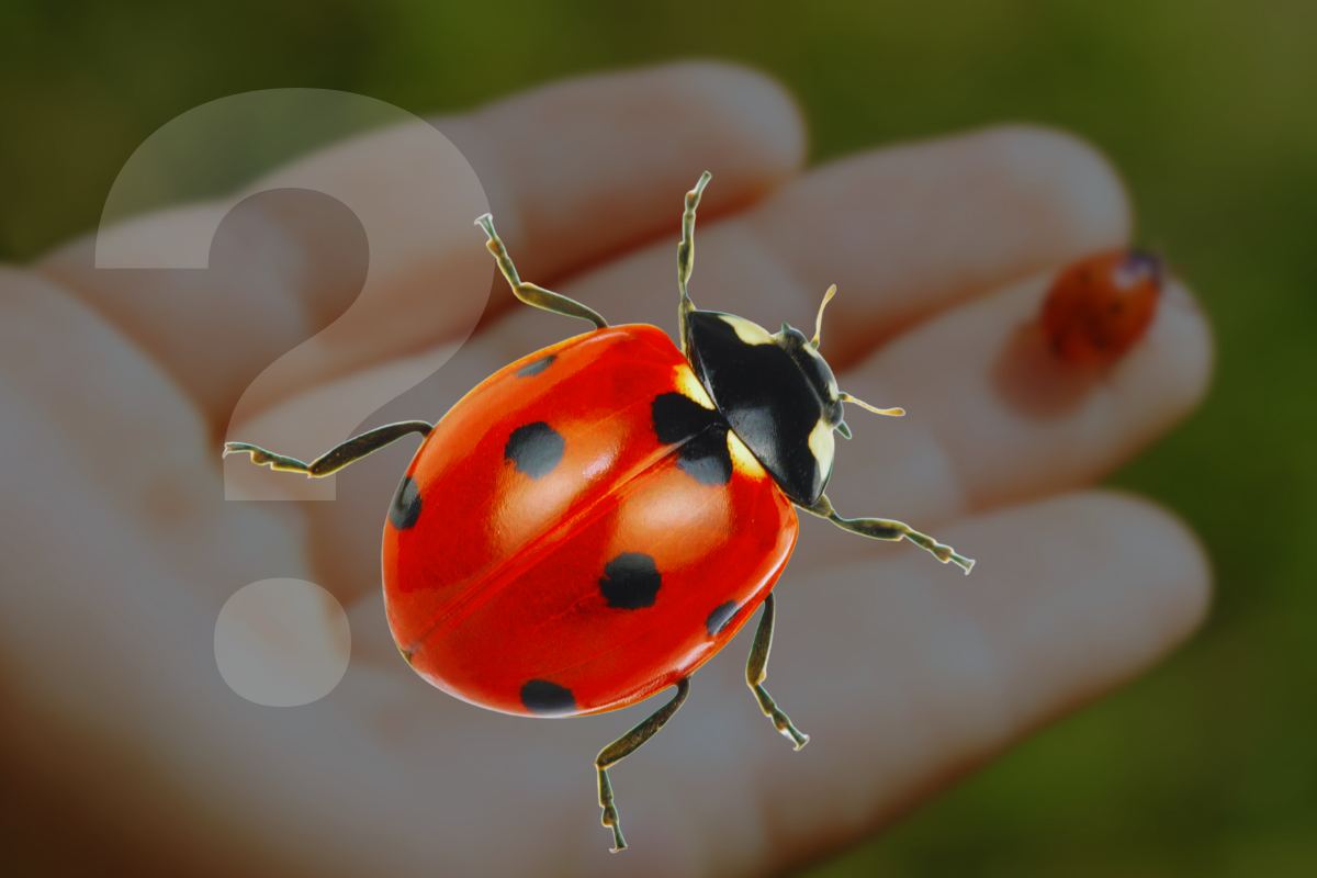 significato coccinella sulla mano