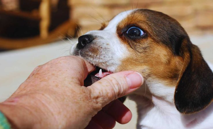 come addestrare un cucciolo a non mordicchiare