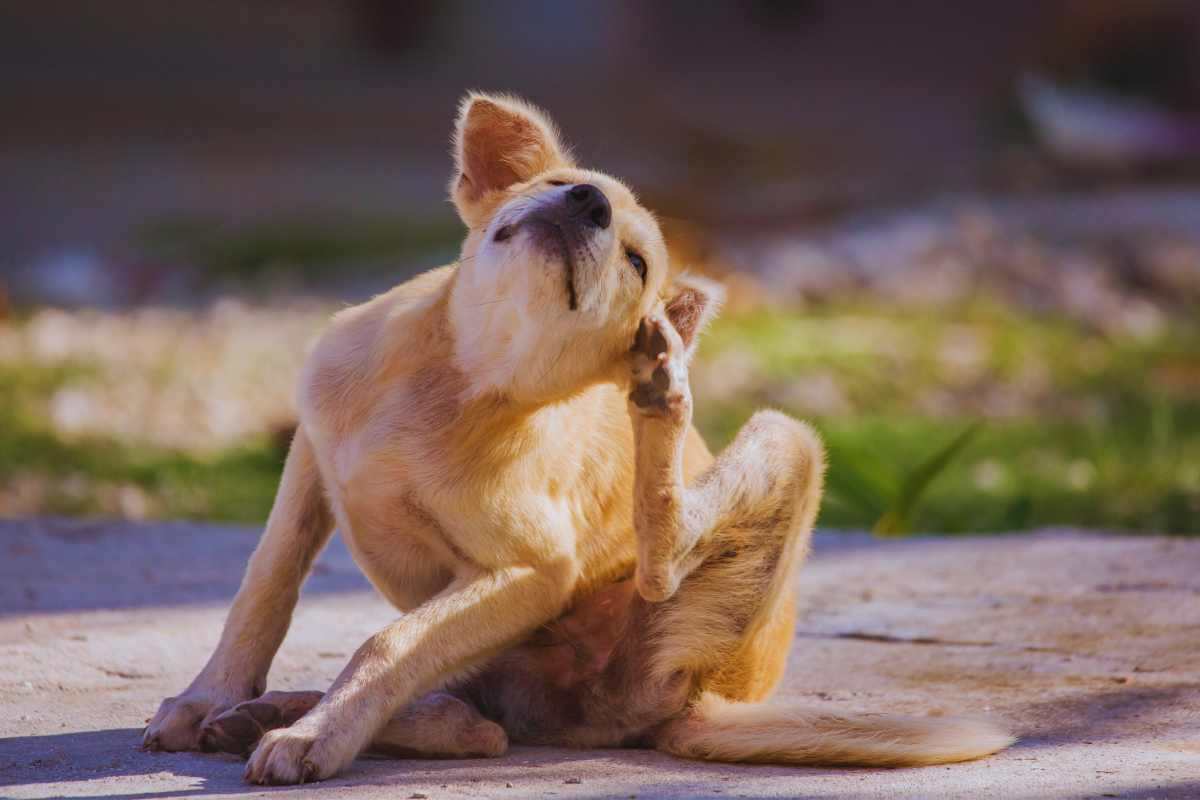 dermatite allergica del cane cosa è