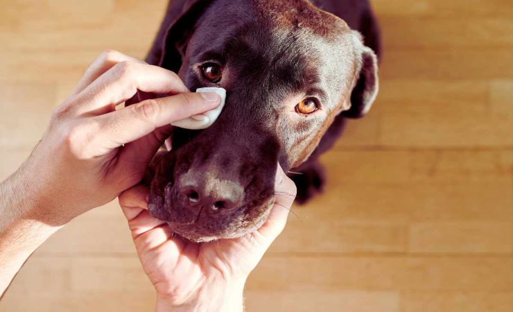 preservare gli occhi del cane dalle irritazioni a mare