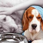 Come evitare la disidratazione nel cane